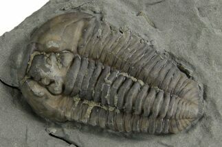 Prone Flexicalymene Trilobite - Mt Orab, Ohio #347306