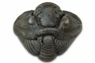 Wide Enrolled Flexicalymene Trilobite - Mt Orab, Ohio #347265