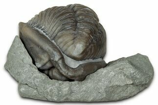Removable, Wide Enrolled Flexicalymene Trilobite - Mt Orab, Ohio #347268