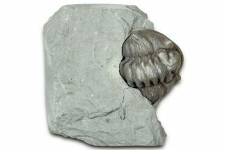 Removable, Wide Enrolled Flexicalymene Trilobite - Mt Orab, Ohio #347273