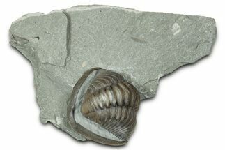 Removable, Wide Enrolled Flexicalymene Trilobite - Mt Orab, Ohio #347276