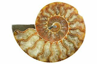 Cut & Polished Ammonite Fossil (Half) - Madagascar #347525