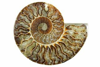 Cut & Polished Ammonite Fossil (Half) - Madagascar #347539
