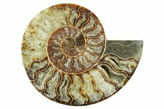 Cut & Polished Ammonite Fossil (Half) - Madagascar #347542