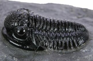 Detailed Gerastos Trilobite Fossil - Morocco #347354