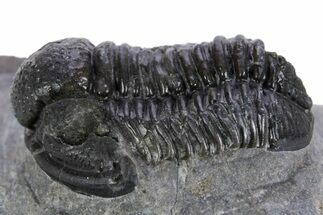 Detailed Gerastos Trilobite Fossil - Morocco #347356