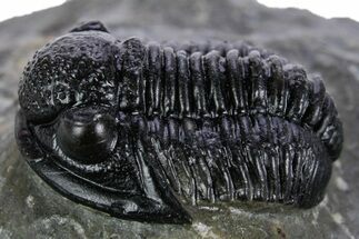 Detailed Gerastos Trilobite Fossil - Morocco #347357