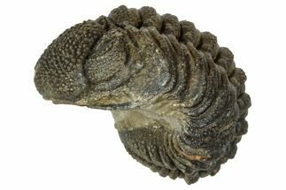 Wide, Enrolled Morocops Trilobite - Morocco #347237