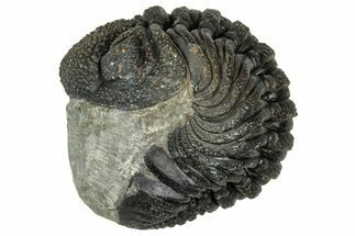 Wide, Curled Morocops Trilobite - Morocco #347251