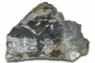 Fossil Seed Fern (Alethopteris & Pecopteris) Plate - Pennsylvania #347664