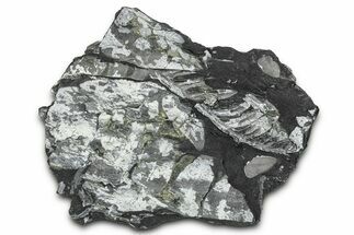 Fossil Seed Fern (Alethopteris & Pecopteris) Plate - Pennsylvania #347677