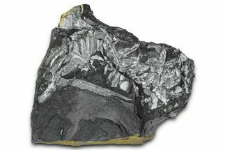 Fossil Seed Fern (Alethopteris) Plate - Pennsylvania #347682