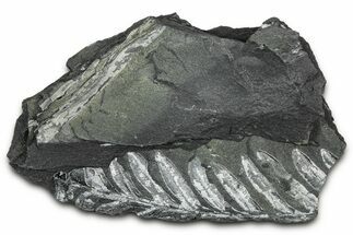 Fossil Seed Fern (Alethopteris) Plate - Pennsylvania #347686