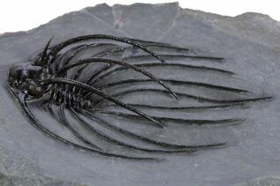 Trilobite Fossils For Sale