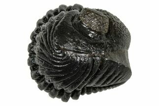Wide, Enrolled Pedinopariops Trilobite - Excellent Eyes #347744