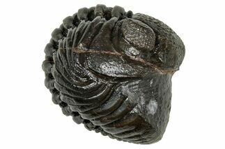 Wide, Enrolled Pedinopariops Trilobite - Excellent Eyes #347751