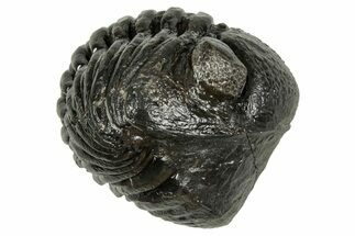 Wide, Enrolled Pedinopariops Trilobite - Excellent Eyes #347758