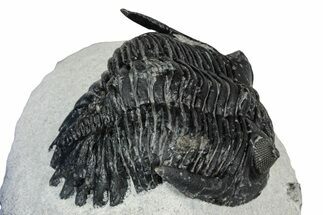 Detailed Hollardops Trilobite - Ofaten, Morocco #347777