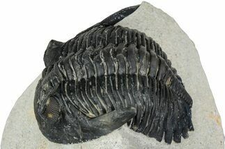 Detailed Hollardops Trilobite - Ofaten, Morocco #347778