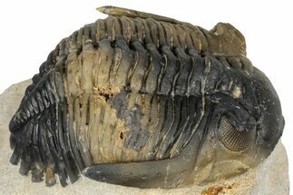 Detailed Hollardops Trilobite Fossil - Multi-Toned Preservation #347781