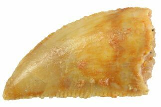 Serrated Raptor Tooth - Real Dinosaur Tooth #347041