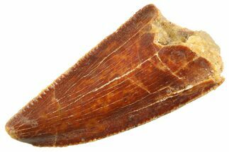 Serrated, Raptor Premaxillary Tooth - Real Dinosaur Tooth #347053