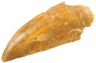 Serrated Raptor Tooth - Real Dinosaur Tooth #347060