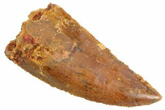 Serrated Raptor Tooth - Real Dinosaur Tooth #347068