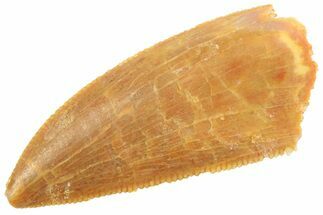 Serrated Raptor Tooth - Real Dinosaur Tooth #347075