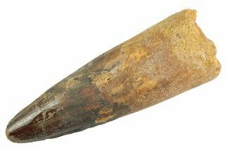 Bargain, Real Fossil Spinosaurus Tooth - Composite Tooth #347208
