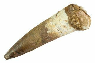 Real Fossil Spinosaurus Tooth - Large Dinosaur Tooth #347215
