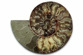 Cut & Polished Ammonite Fossil (Half) - Madagascar #347834