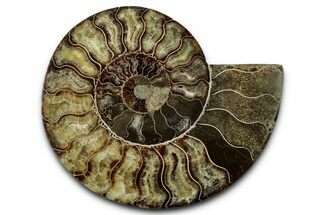 Cut & Polished Ammonite Fossil (Half) - Madagascar #347837