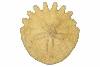 Fossil Sand Dollar (Heliophora) - Boujdour Province, Morocco #347885