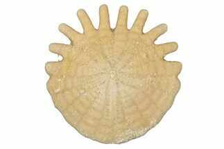 Fossil Sand Dollar (Heliophora) - Boujdour Province, Morocco #347900