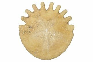 Fossil Sand Dollar (Heliophora) - Boujdour Province, Morocco #347902