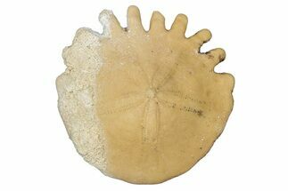Fossil Sand Dollar (Heliophora) - Boujdour Province, Morocco #347903