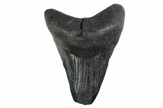 Bargain, Fossil Megalodon Tooth - Georgia #338745