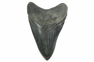 , Fossil Megalodon Tooth - Georgia #338747