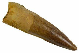 Fossil Spinosaurus Tooth - Real Dinosaur Tooth #346903