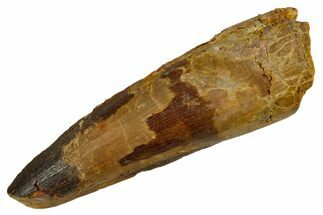 Fossil Spinosaurus Tooth - Real Dinosaur Tooth #346917