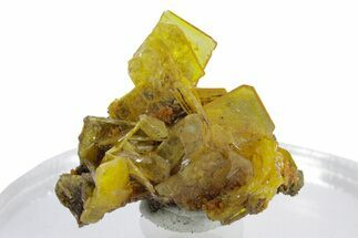 Glassy Yellow-Orange Wulfenite Crystal Cluster - Mexico #347980