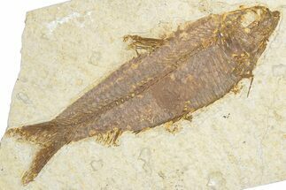 Detailed Fossil Fish (Knightia) - Wyoming #348077