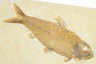 Detailed Fossil Fish (Knightia) - Wyoming #348078