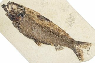Detailed Fossil Fish (Knightia) - Hay Hollow Quarry #348089