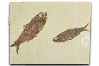 Limestone with Two Fossil Fish (Knightia) - Wyoming #348115