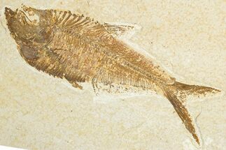 Detailed Fossil Fish (Diplomystus) - Wyoming #348117