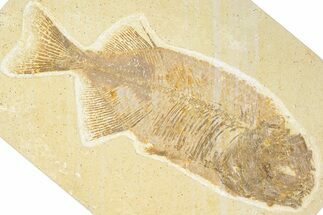 Uncommon Sub-Adult Fish (Phareodus) Fossil - Wyoming #348118