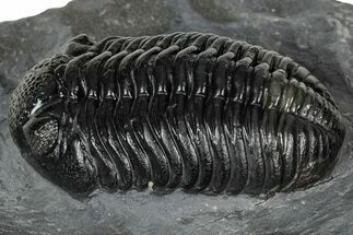 Prone Pedinopariops Trilobite - Mrakib, Morocco #348132