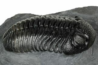 Prone Pedinopariops Trilobite - Mrakib, Morocco #348132